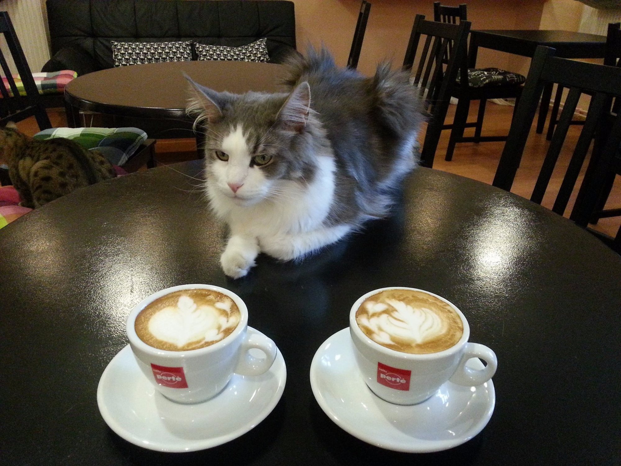 Cat Cafe